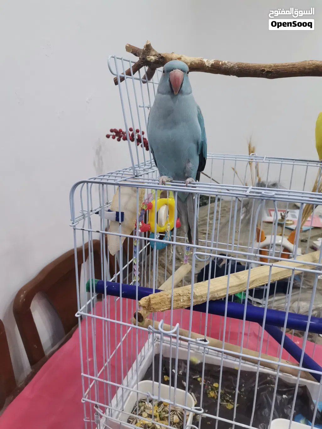 ببغاء دره اليف محجل بدون قفص