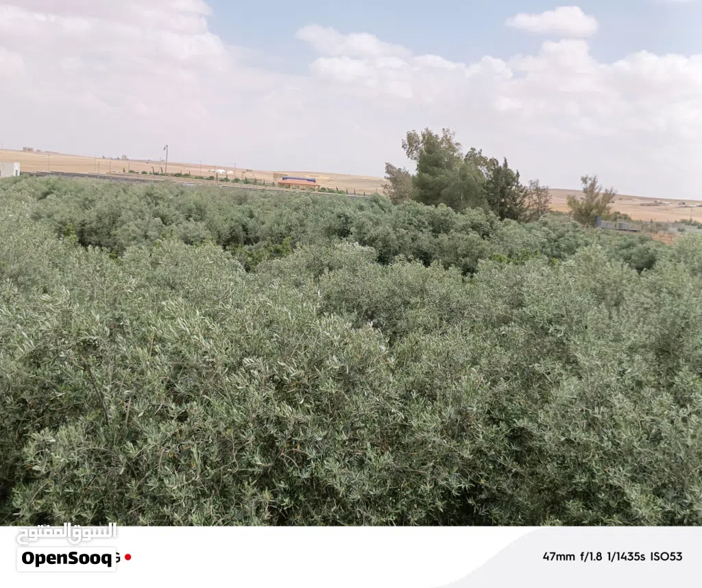 مزرعة زيتون للبيع على شارع فرعي 7250 متر يوجد فيهافيلا صغيره3 غرف2 دورات مياة ومطبخ مع روف