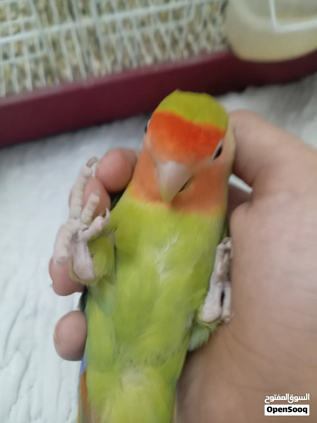 بركديلو انتايه اقرا الوصف