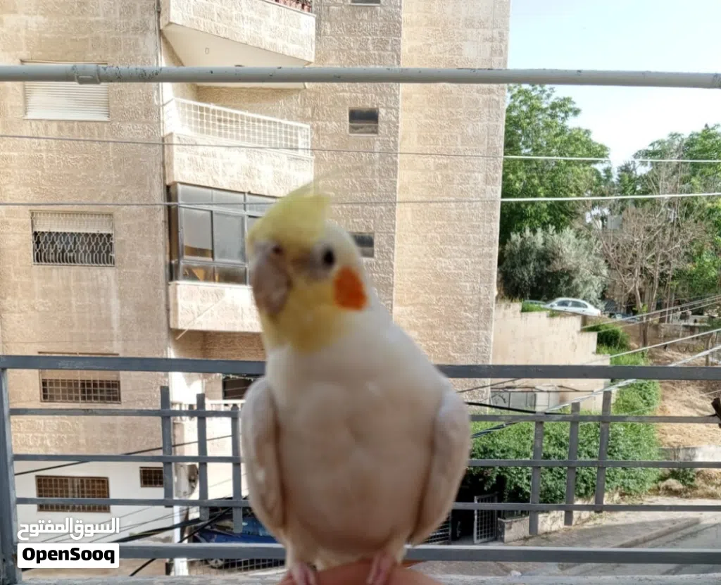 بغبغاء كوكتيل مغرد صوت جميل بيحكي حبيبي والسلام عليكم