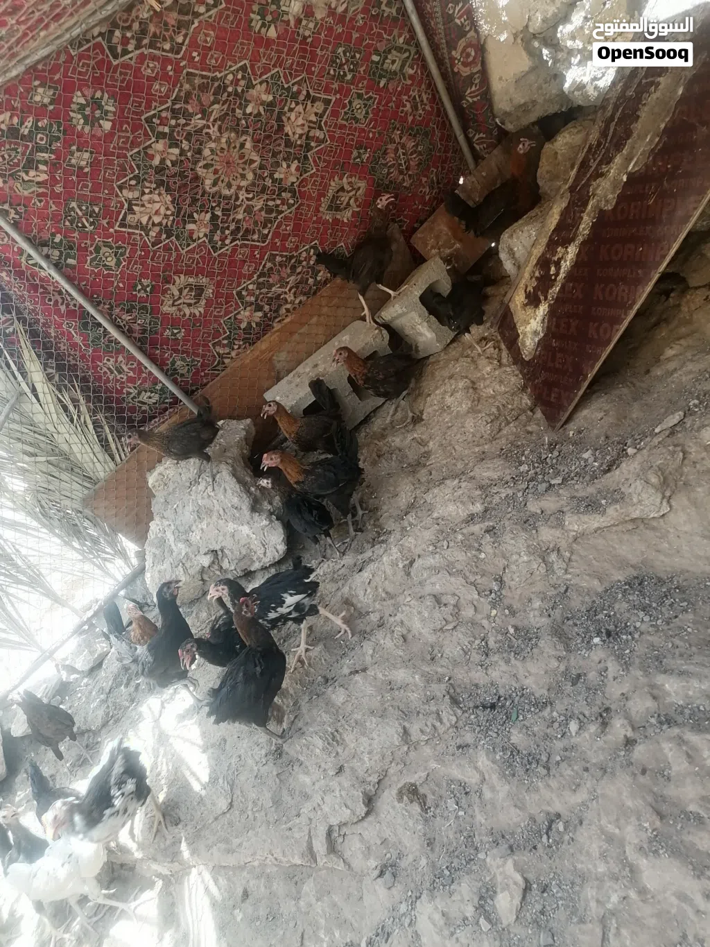 متوفر دجاج محلي للبيع