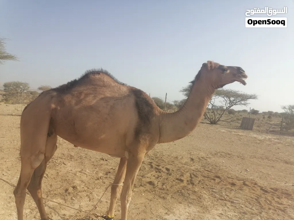 ناقه حايل للبيع