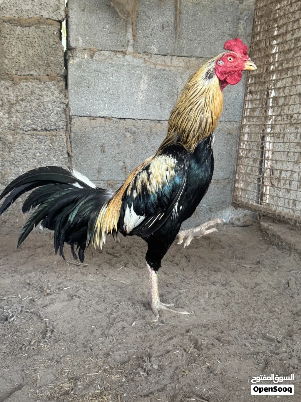 دياكة باكستانية على مستوى