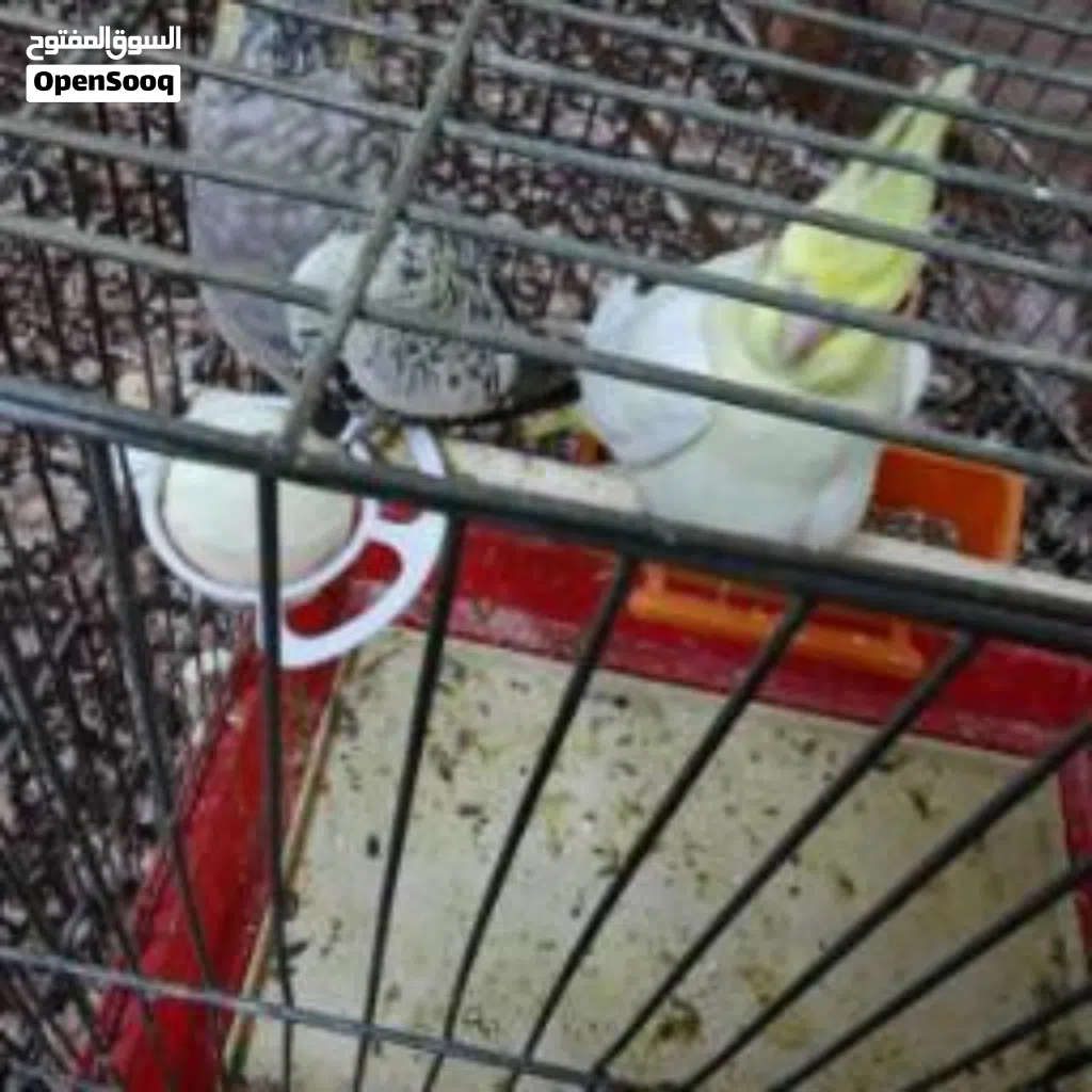 للبيع أنثى عدد 2كوكتيل إيزابيل وحبه صفرا العمر: شهرين متوفر أنثى جاهز بسعر 20 دي