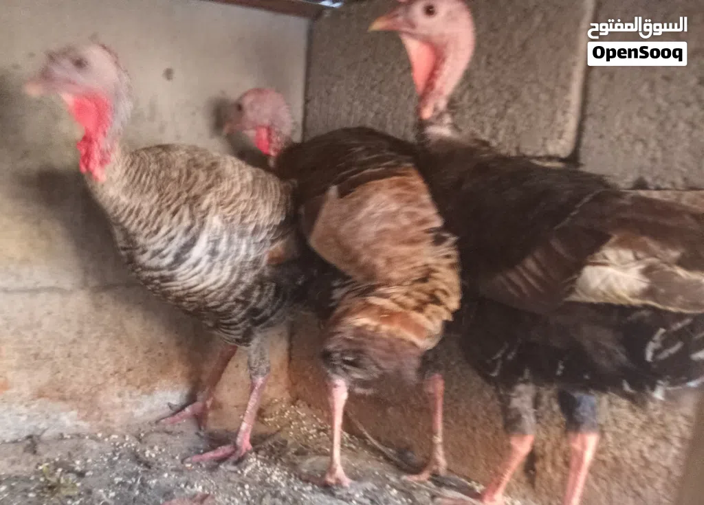 للبيع 3 دجاجات ديك الرومي عز ماتدبح او تربي ميزان الله يبارك