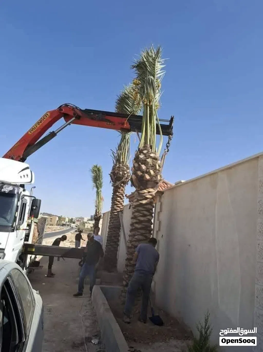 افضل انواع النخيل الواشنطونيا النخل المثمر