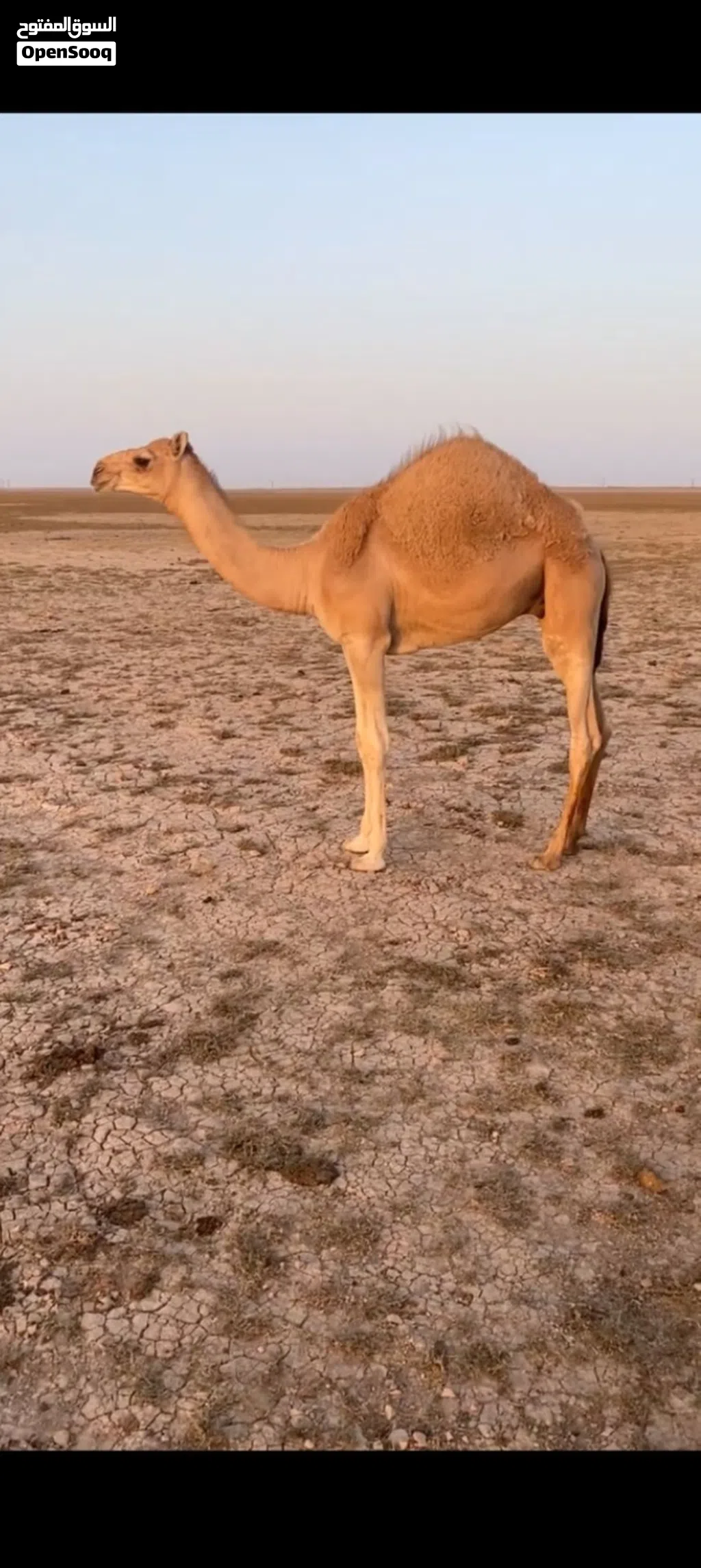 قعود فطيم للبيع