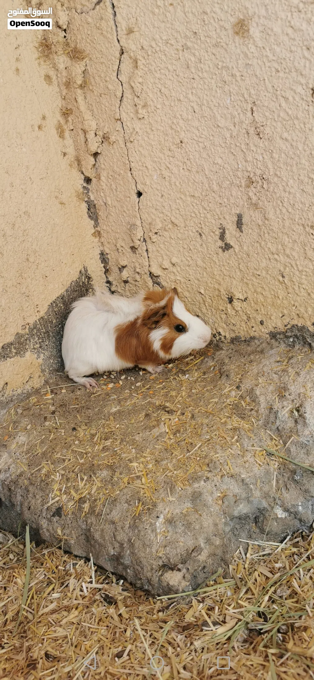 مطلوووووب هامستر نفس هذا