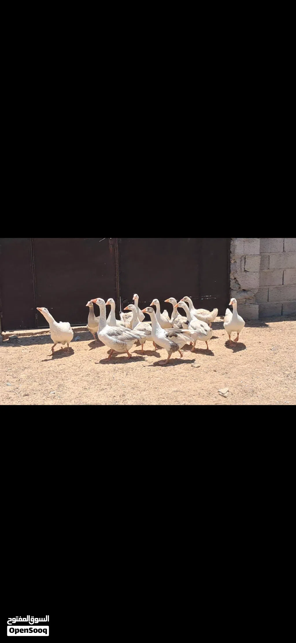 ذكر و 2 أناتي وز و 9 طروف إنتاجهم مكان مصراتة