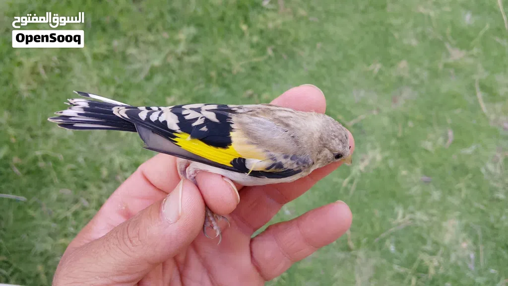طواوير للبيع