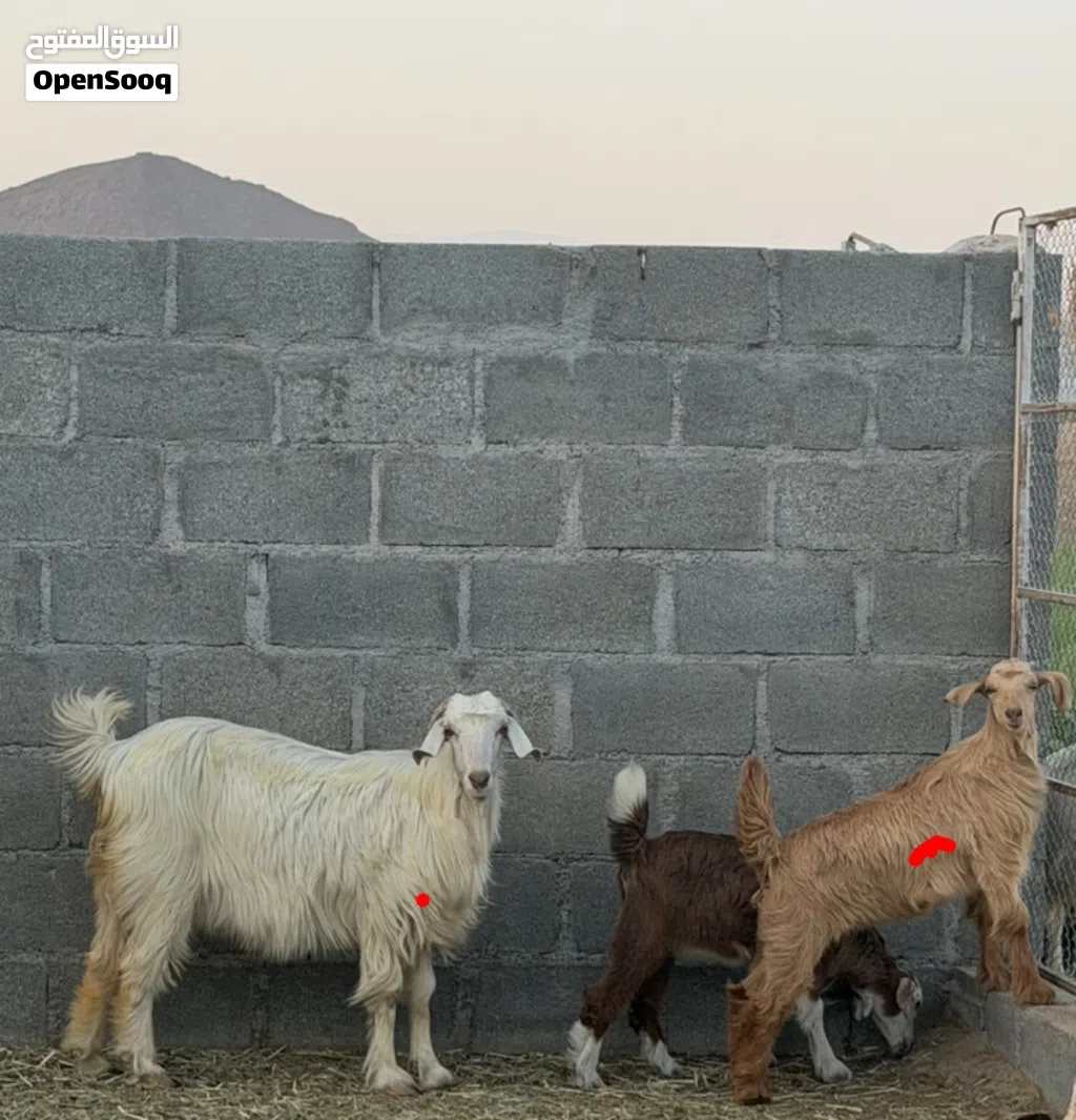 شاه جامودية تحتها سخلة