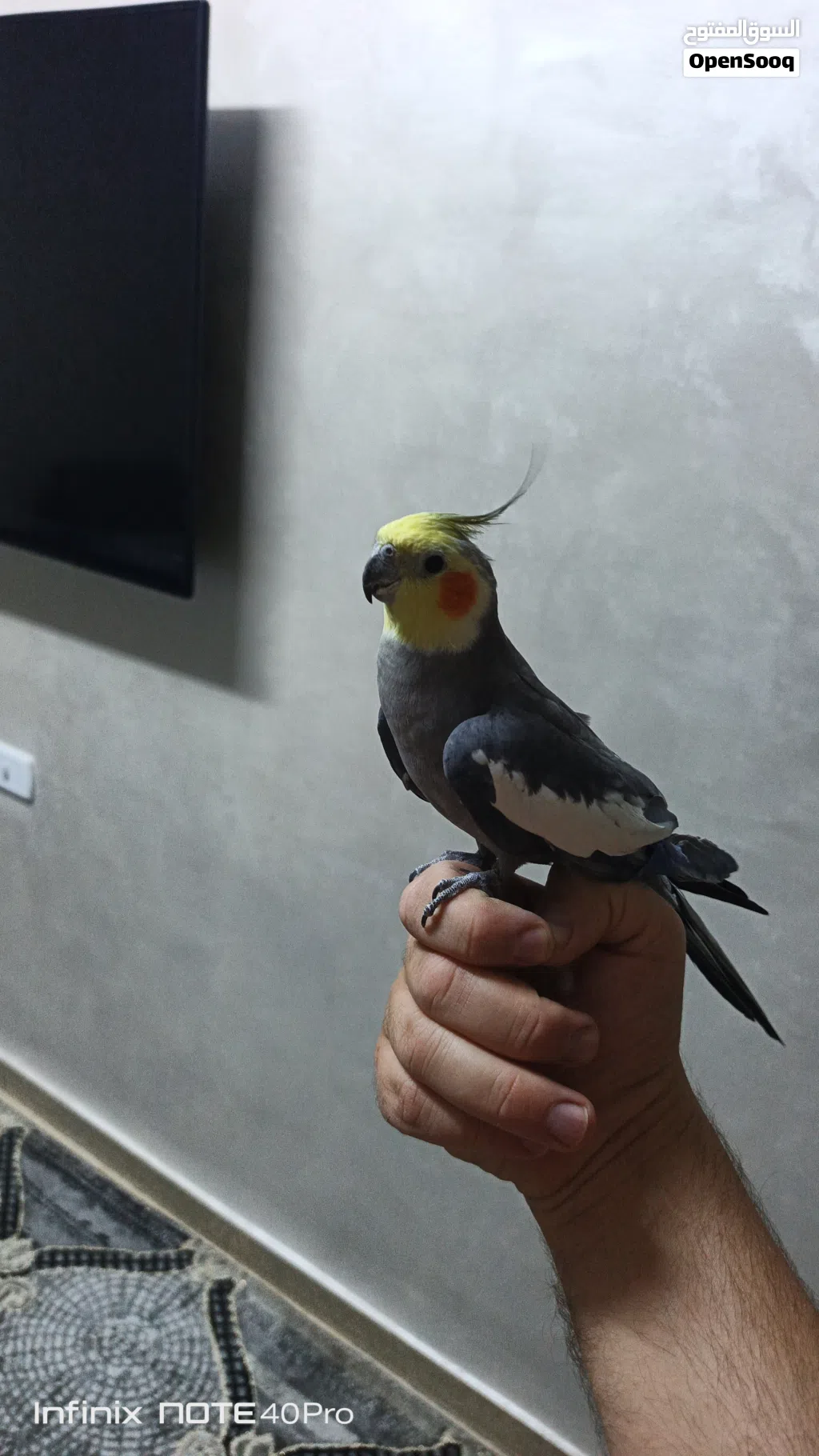 فحل كوكتيل اليف على الايد