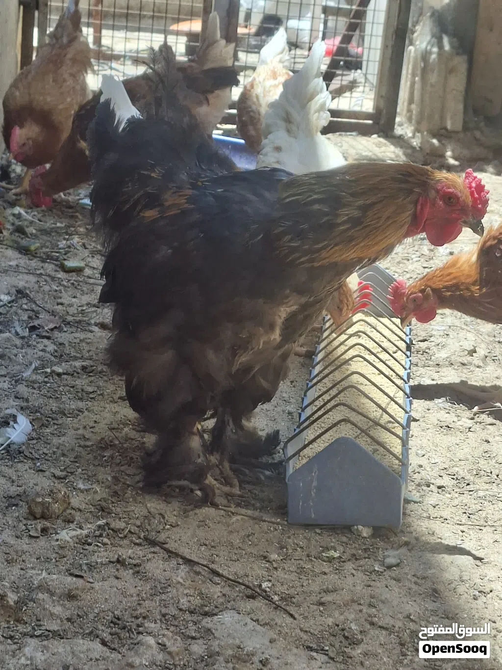ديك براهمه