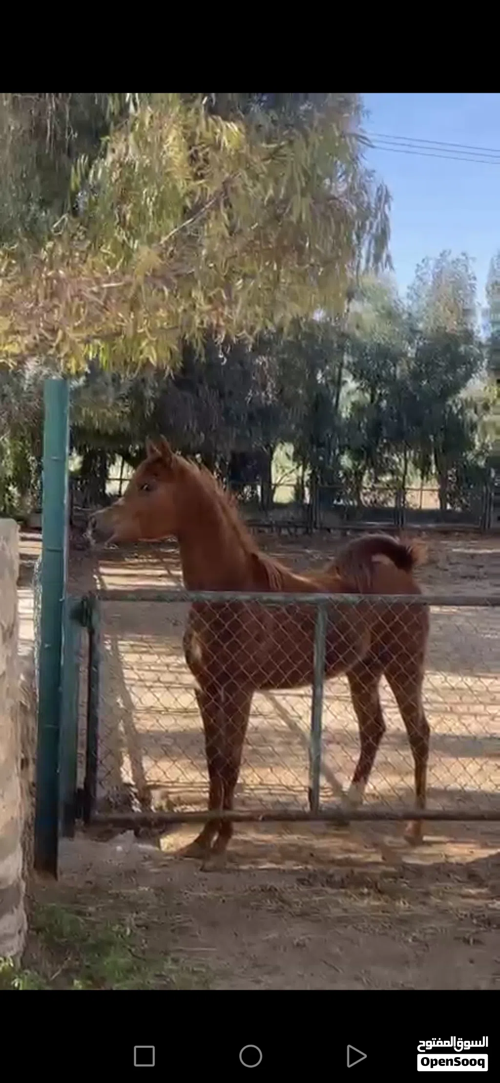 مهرة عربية فل مستقبل قوي مسجلة