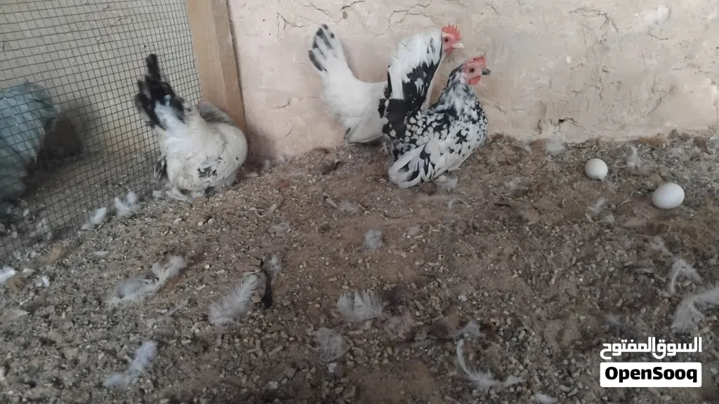 ثلاثه دجاجات بسم الله ما شاء الله النوع كيني