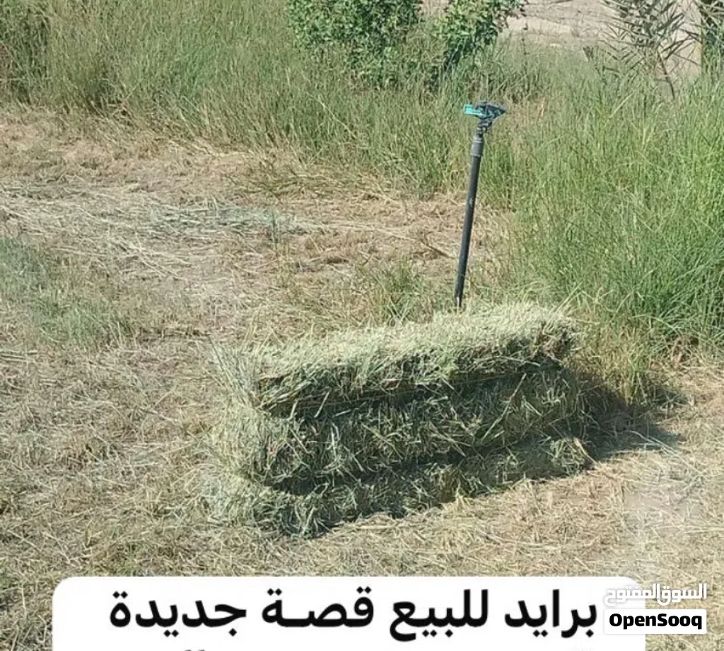 تتوفر لدينا برايد انتاج المزرعة جديد