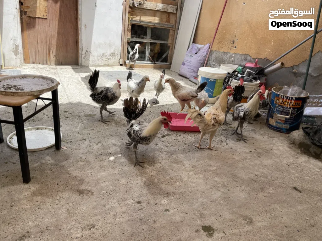egyptian fayomi chicken 5month