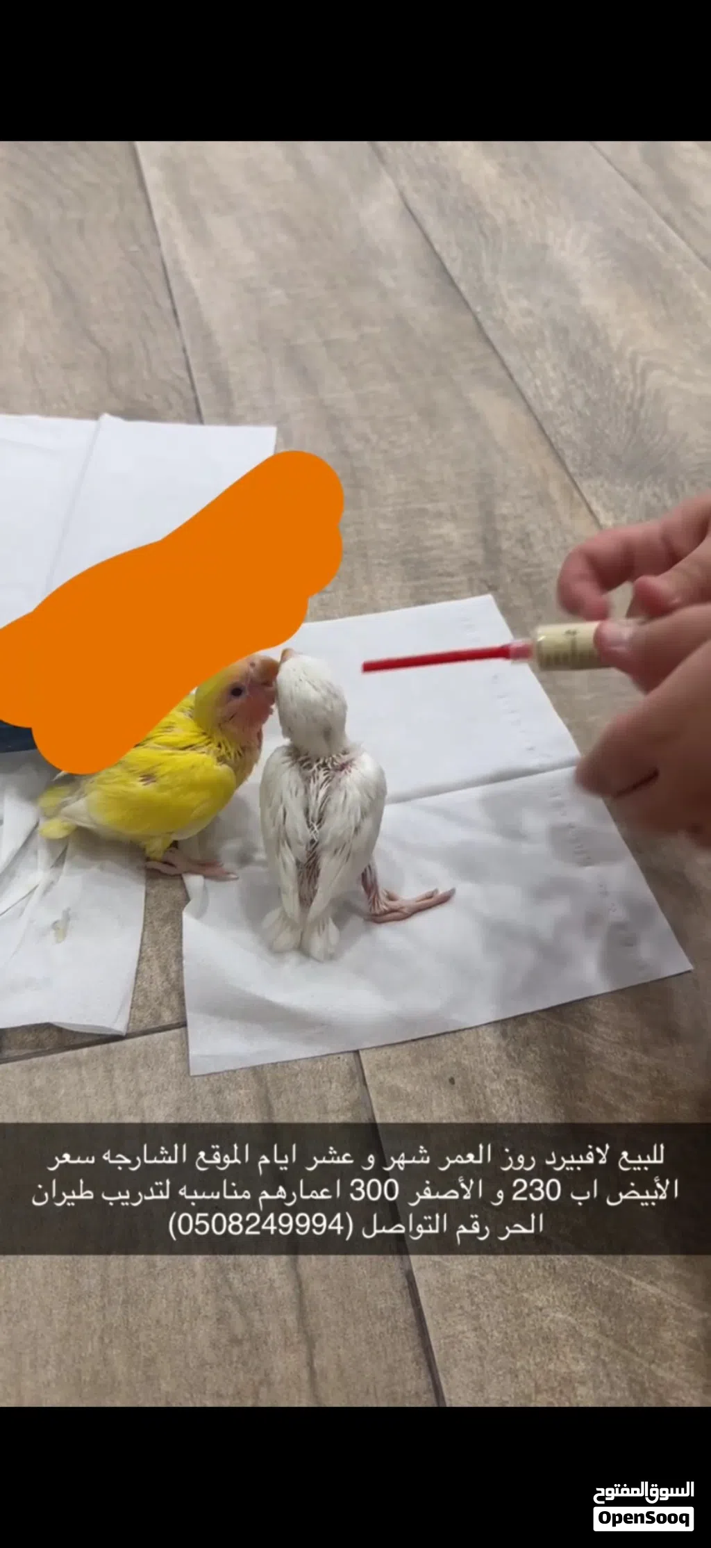 كلشي فل فيديو