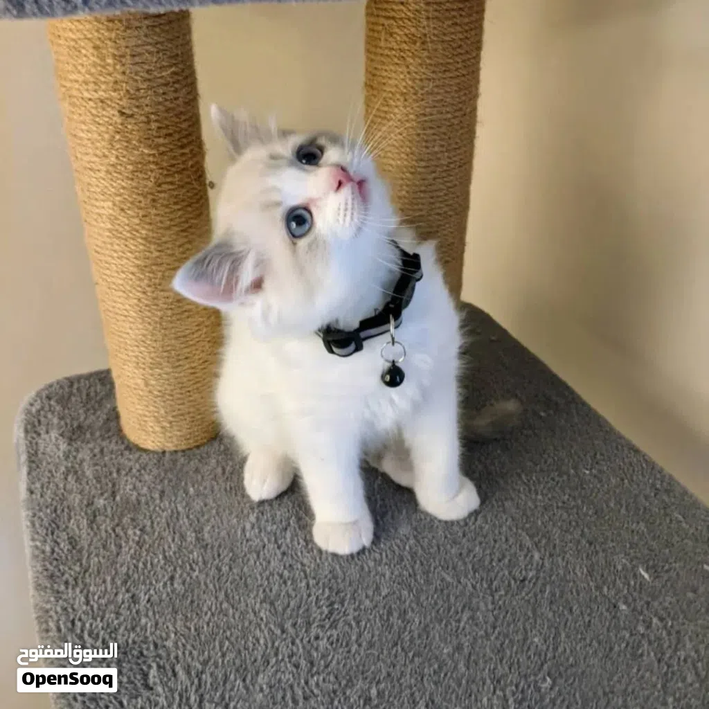 Ragdoll kitten available for new home