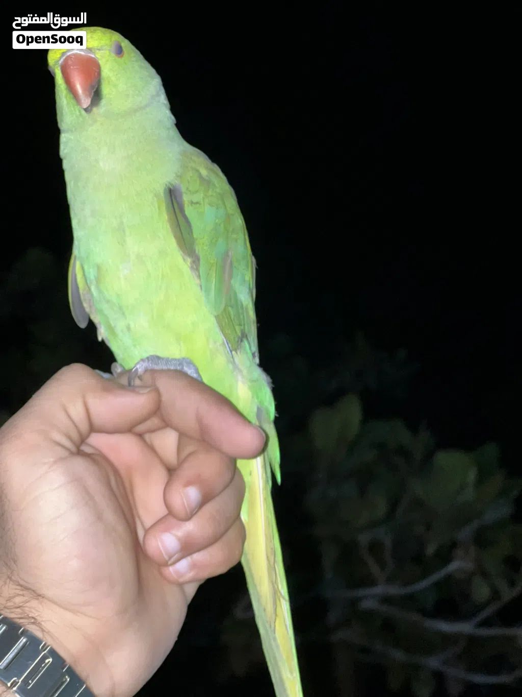 للبيع ببغاء أليفة