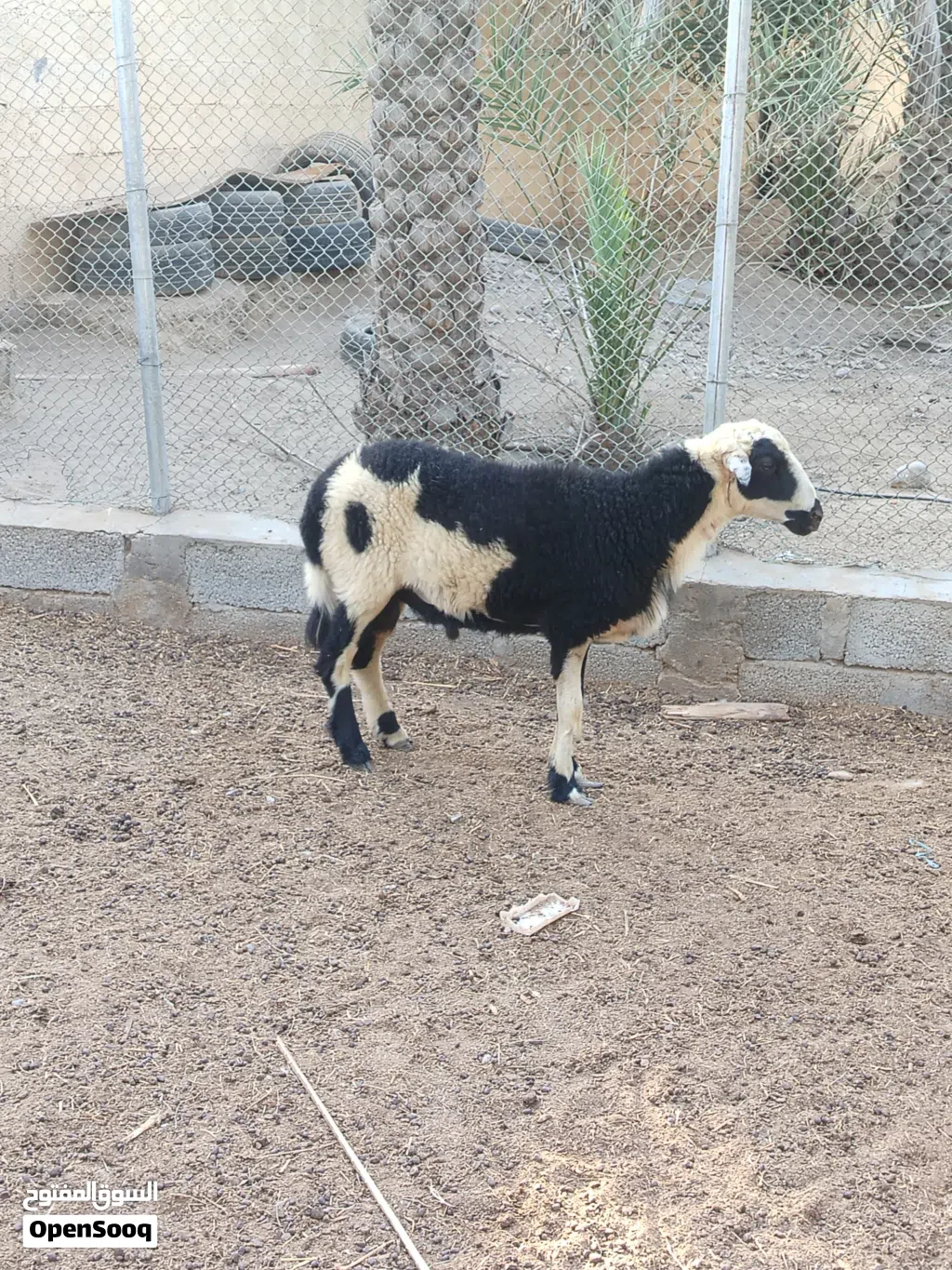 البيع كبش عماني أصل حار