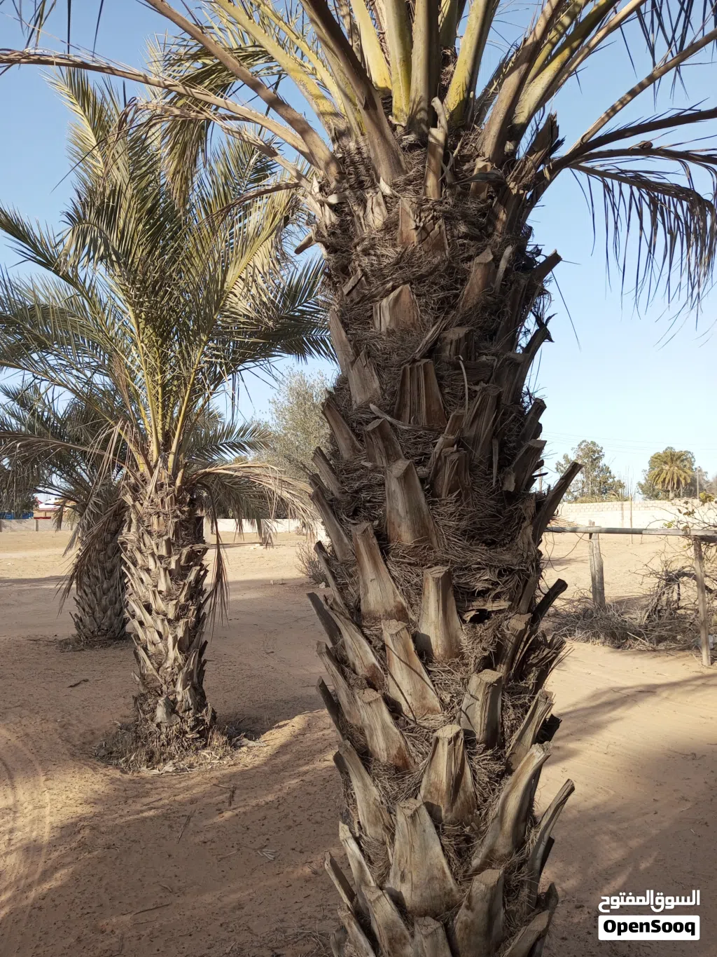 خمس نخلات بكراري اطول 2متر ونص