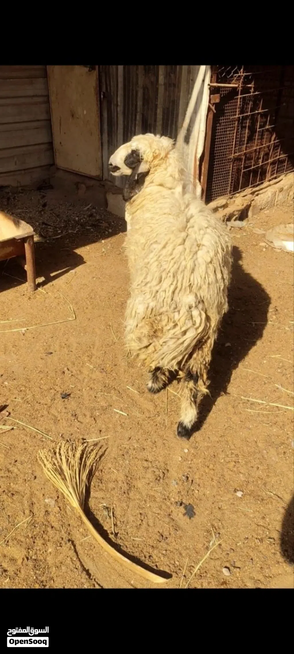 نعجه ورجينه خشنه كلش