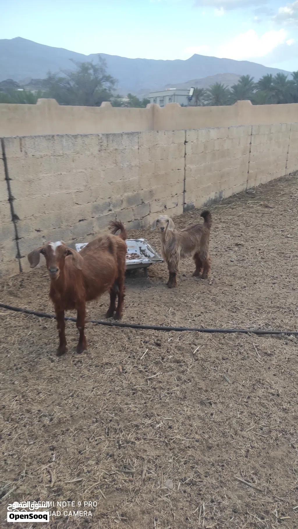 للبيع او البدل بجعد شاه تحتها صخله