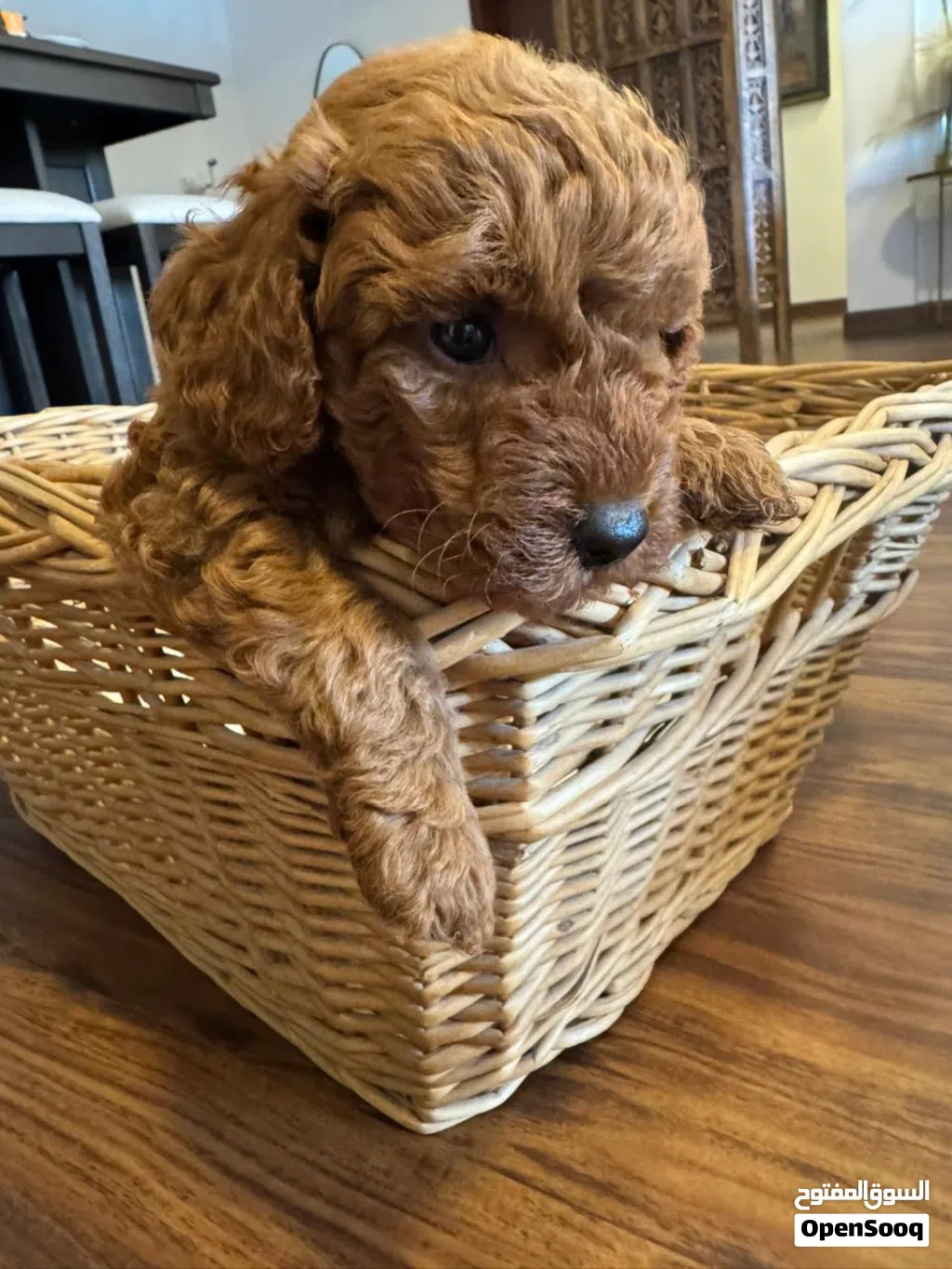 Poodle with papers