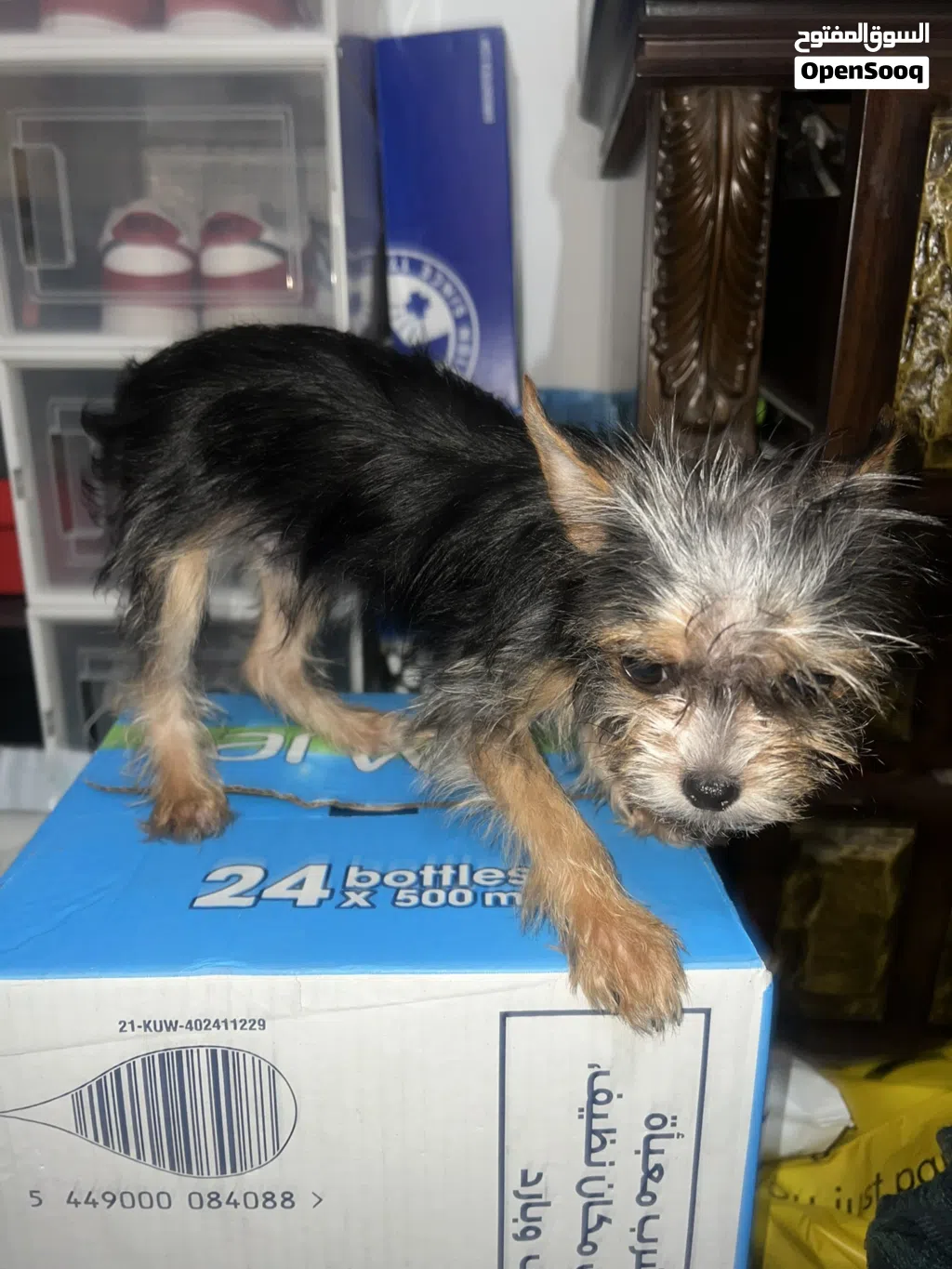 mix breed 7mos old