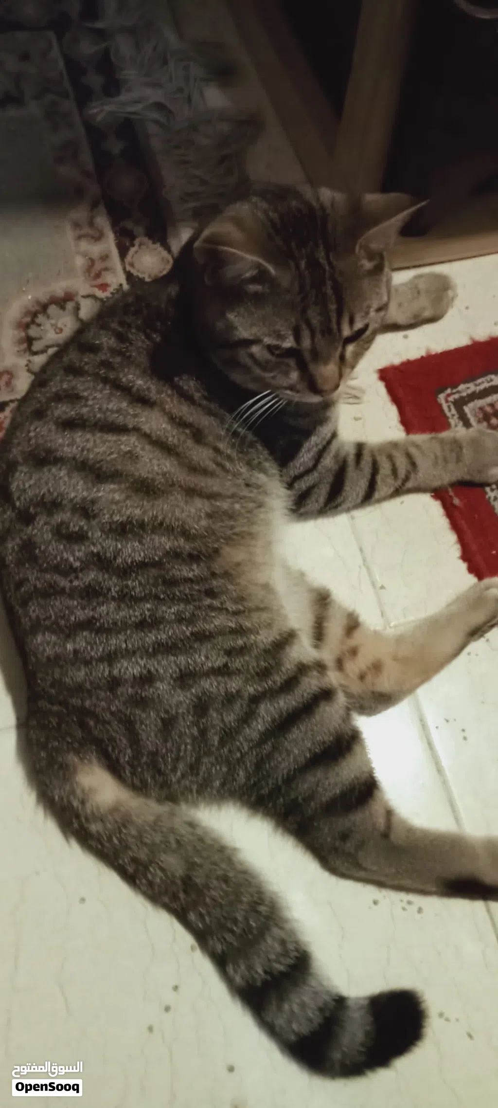 Male cat for adoption