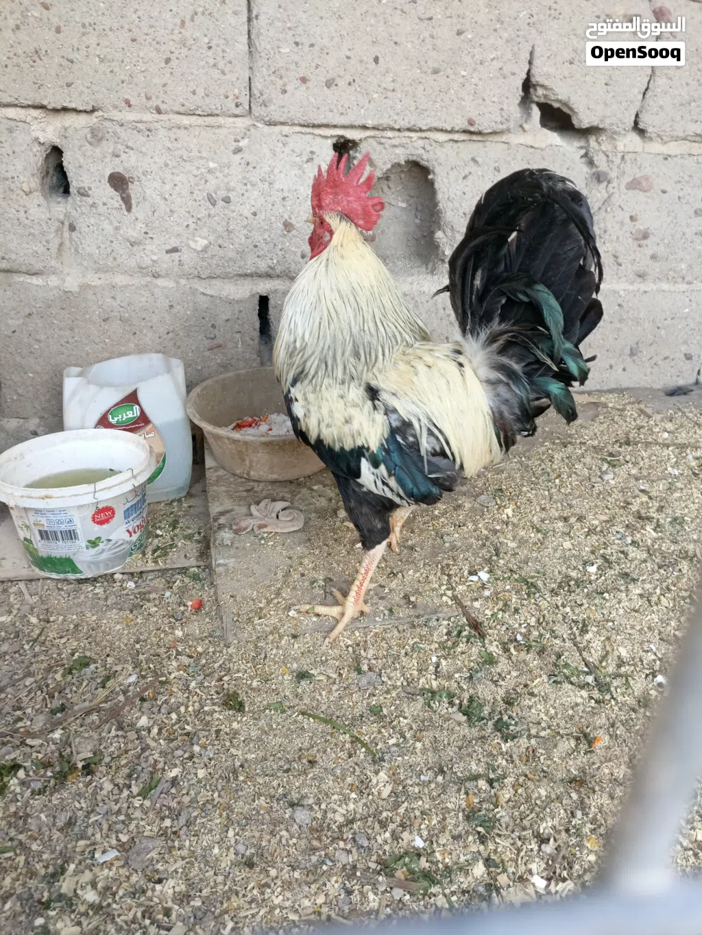 ديج شوكي دندرواي