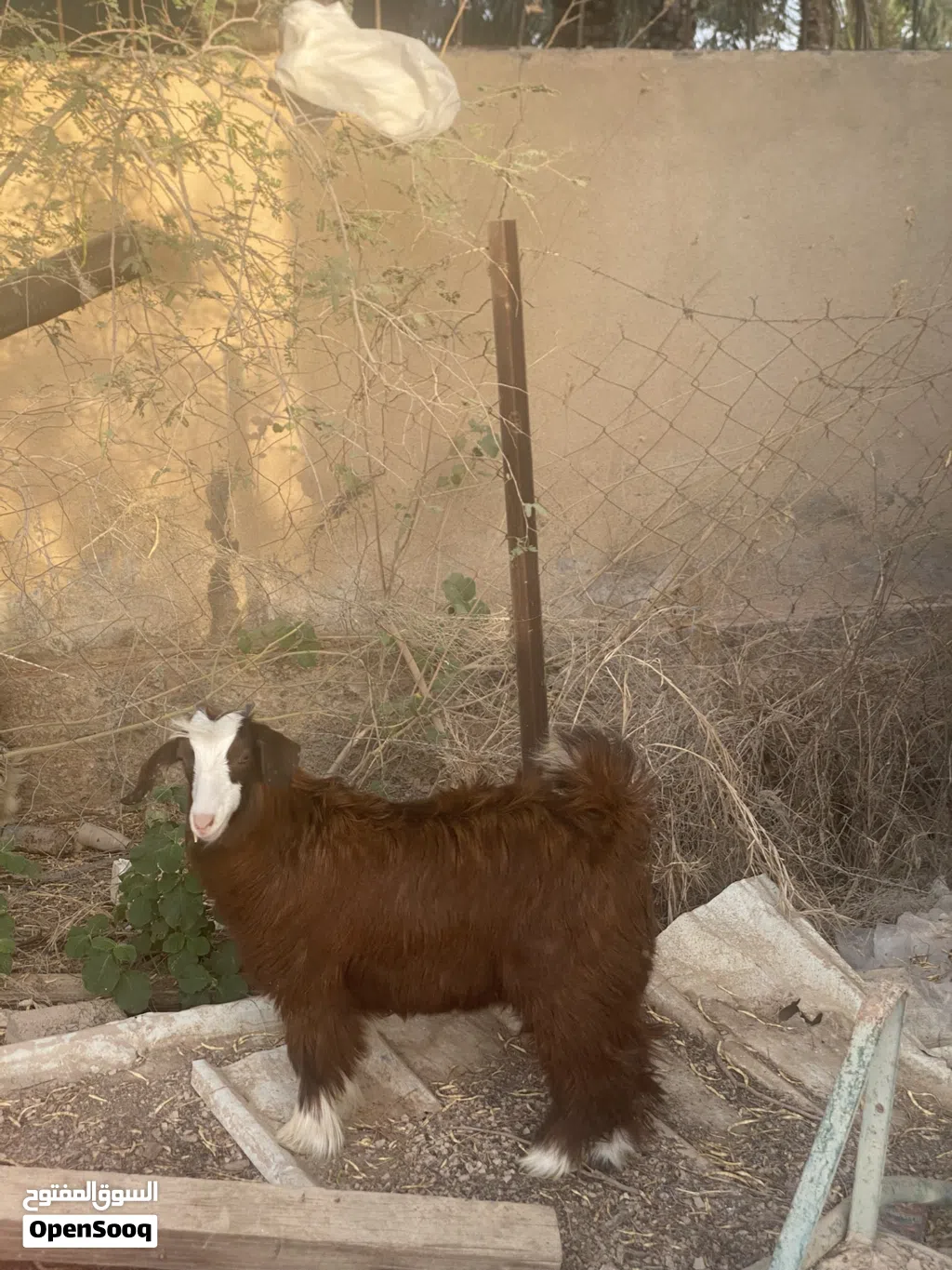 سخله للبيع من الحلال السعيدي