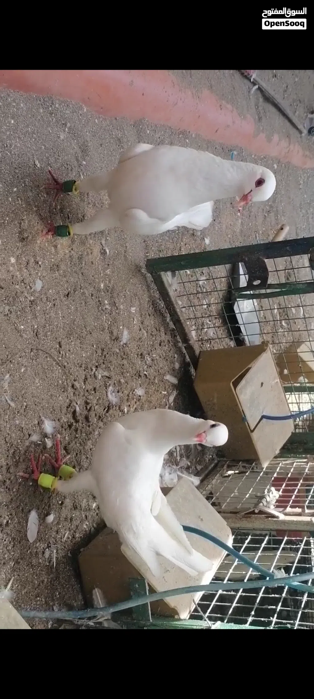 حمام مالتيز للزينه زوج منتج