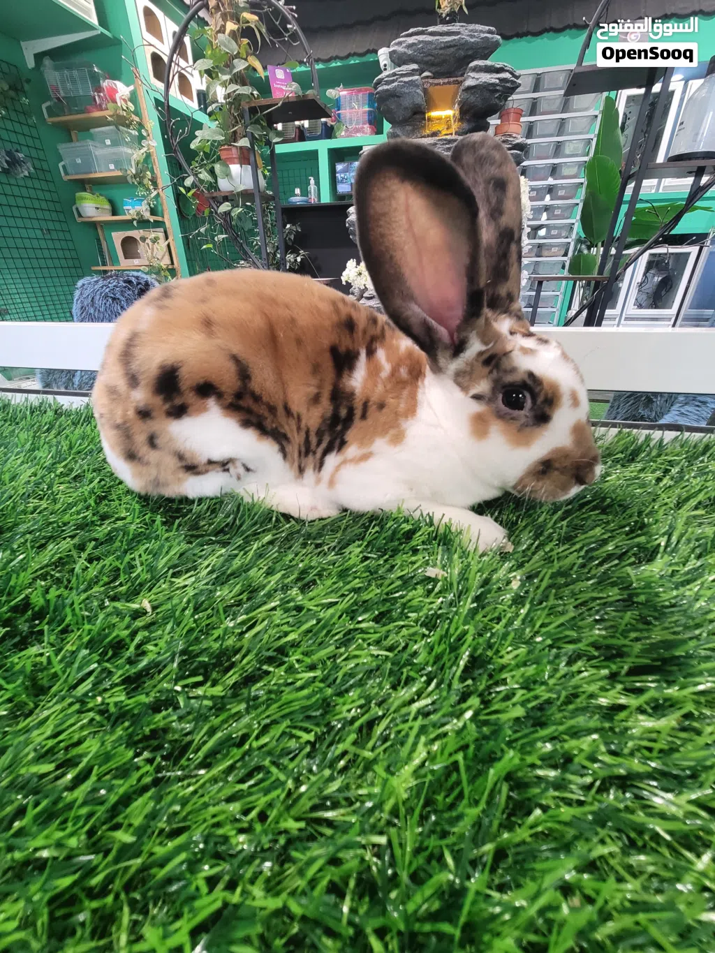 Dalmatian Rex rabbit