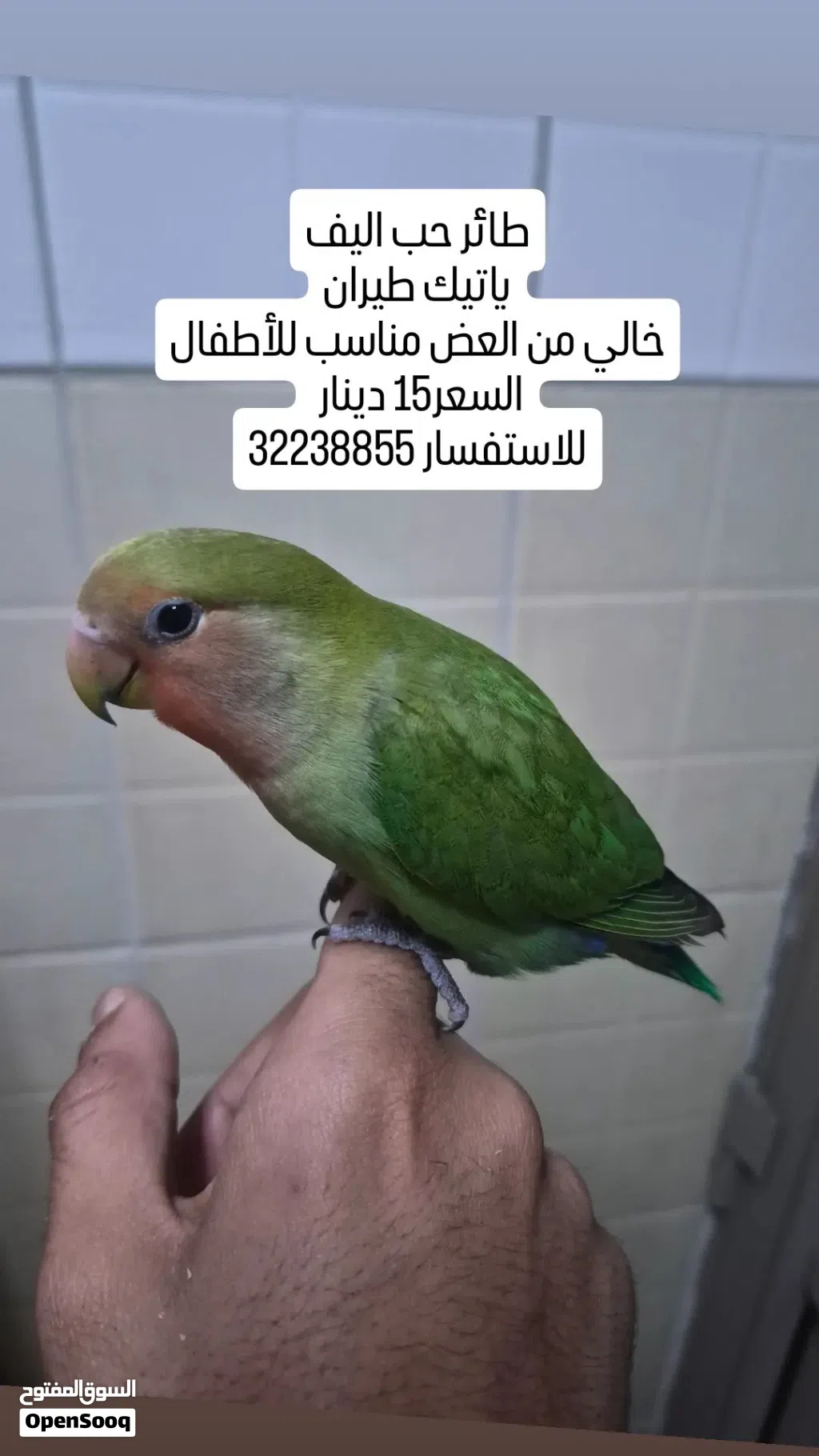 طائر حب ياتيك طيران خالي من العض مناسب للأطفال