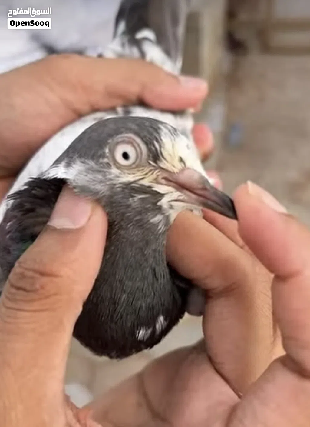 حمام باكستاني بيور ما شاء الله