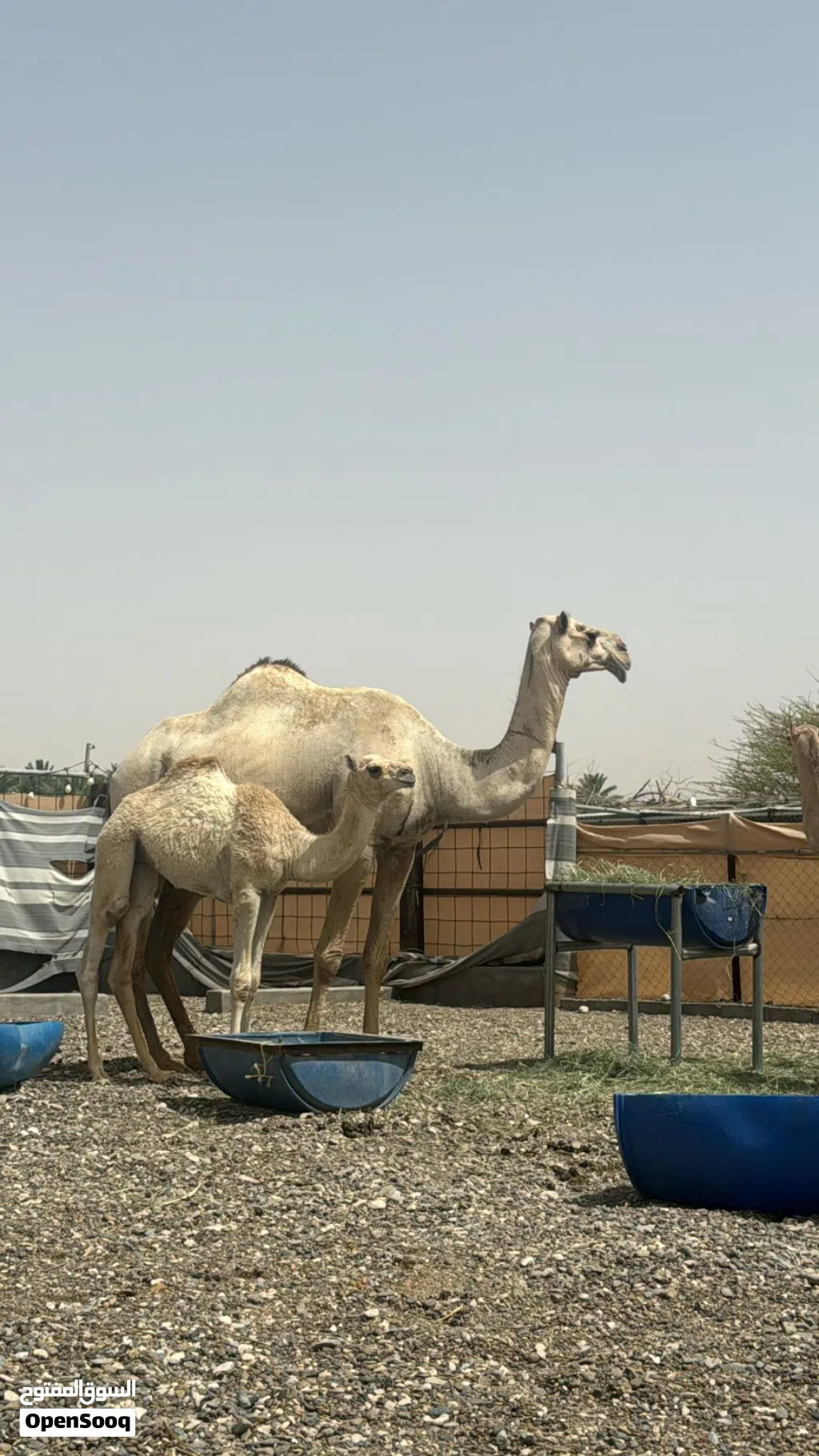 ناقه عزوف تحتها بكره سودانيات للبيع