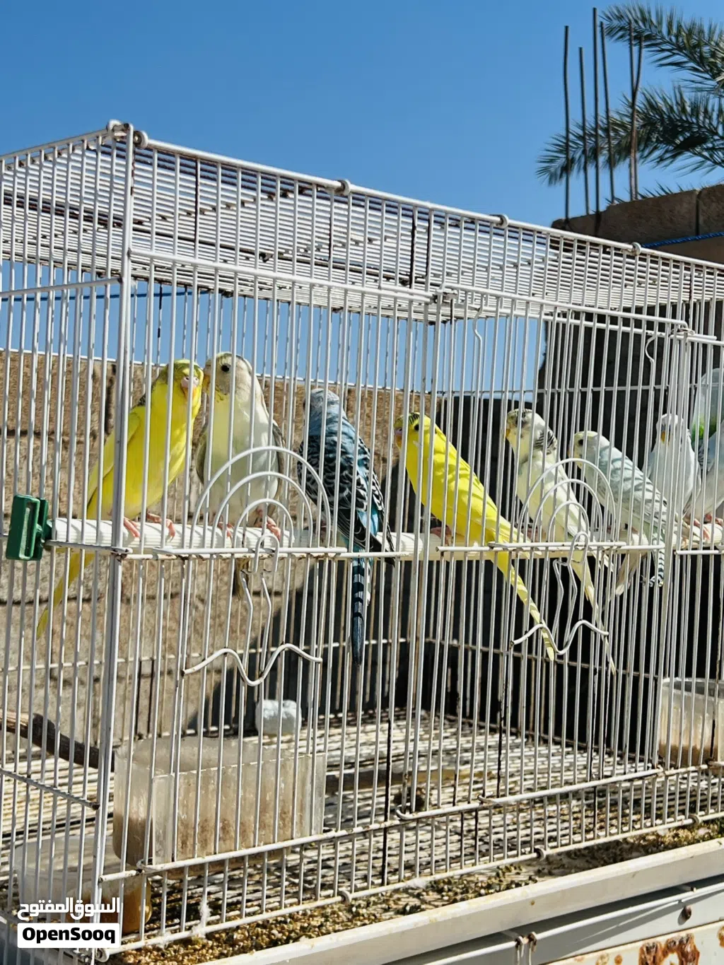 9 طروف بقالينو