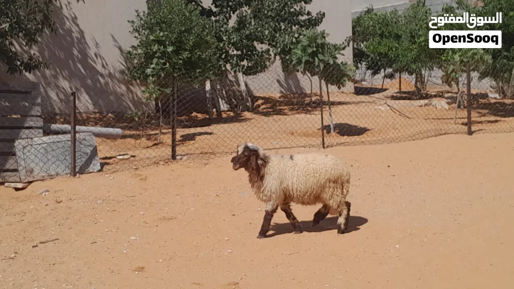 خروف وطني الله يبارك عمره ف7شهور سليم من العيوب والامراض