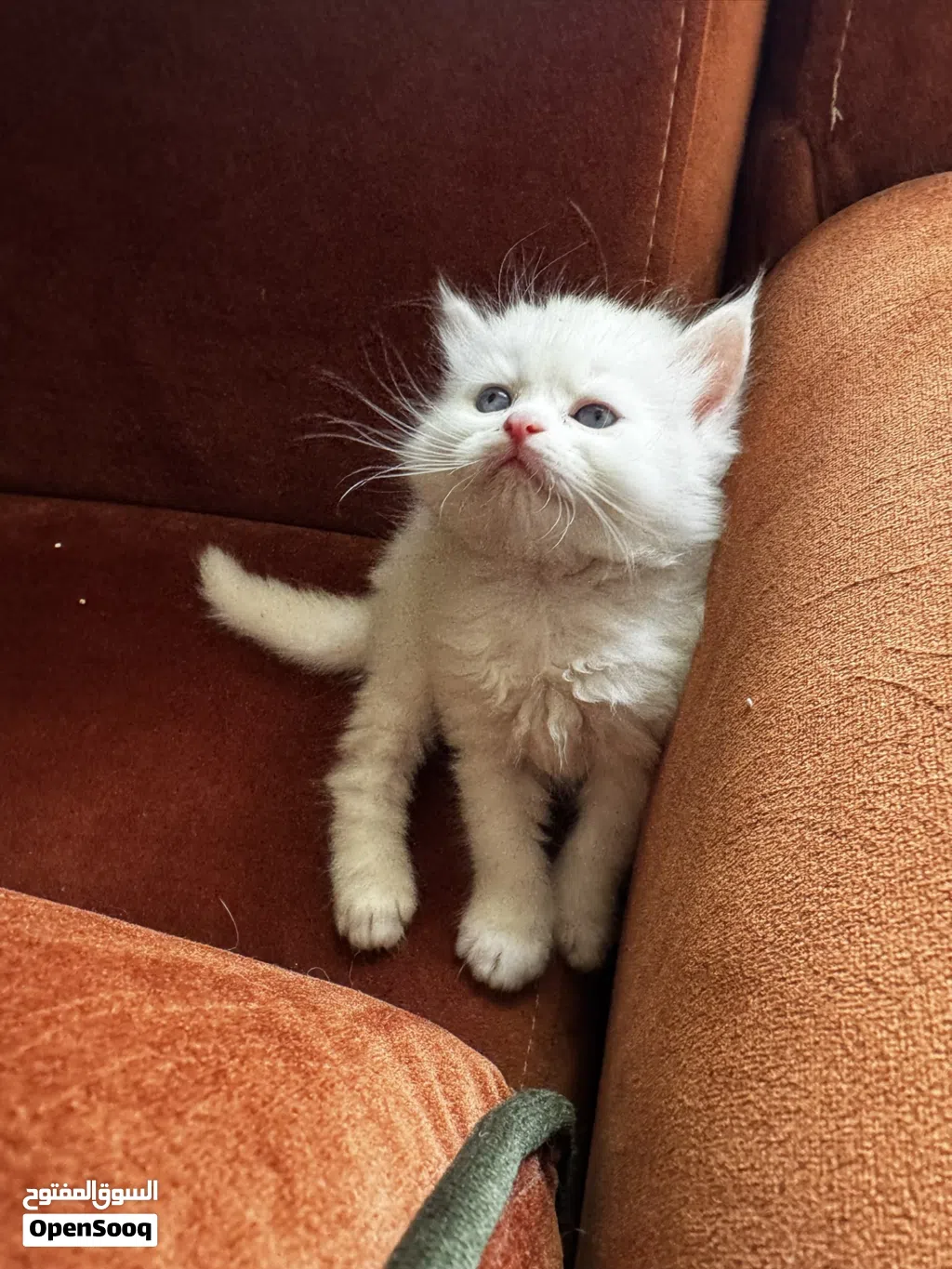 Beautiful Kittens