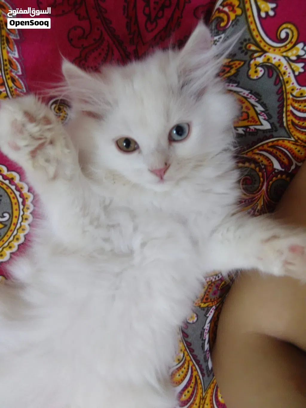 Pure Persian cat for sale