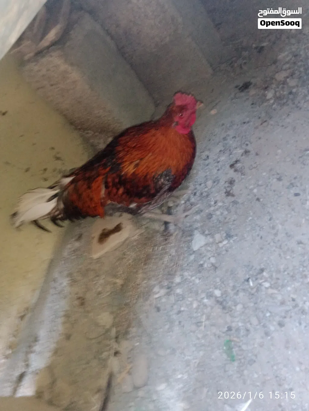 ديك باكستاني با عشرين ريال