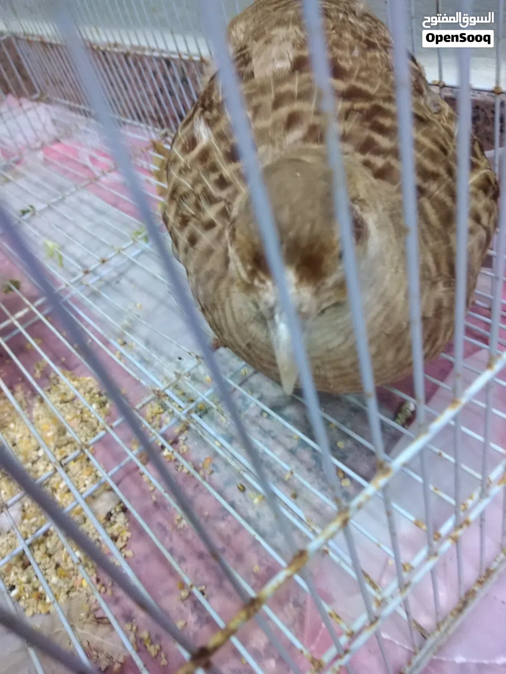 للبيع انواع مختلفة من الطيور موضح في الوصف أدناه :