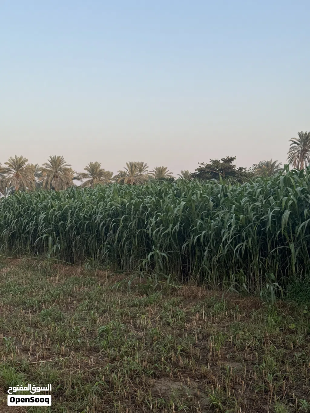 للبيع حريه عمانيه وفي هنديه متوفر كميه الاسعار تختلف العمانيه جلب كبار على 15 والهنديه الجلب اصغر