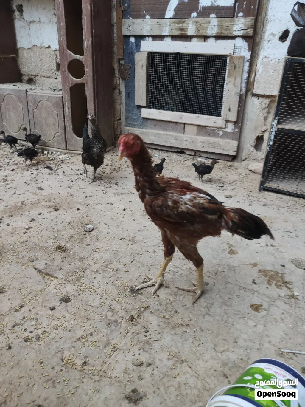 ديك باكستاني عمره اقل من سنه للبيع
