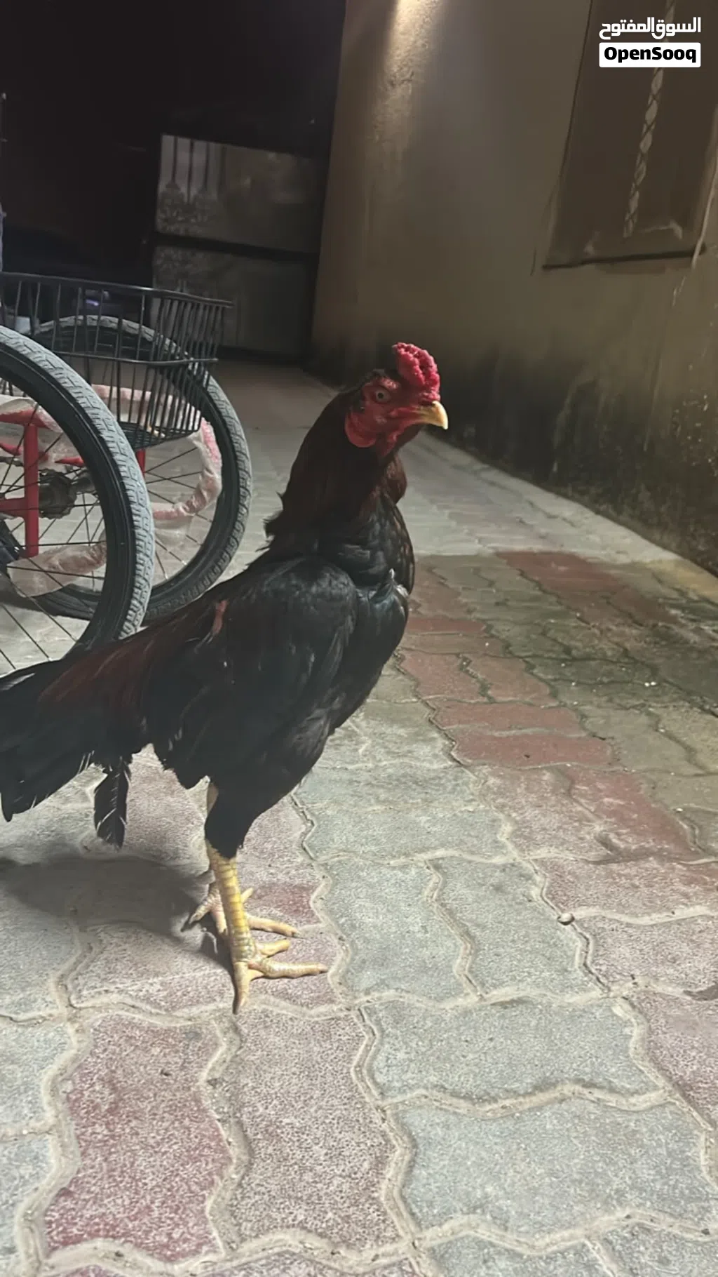 ديك بكستاني