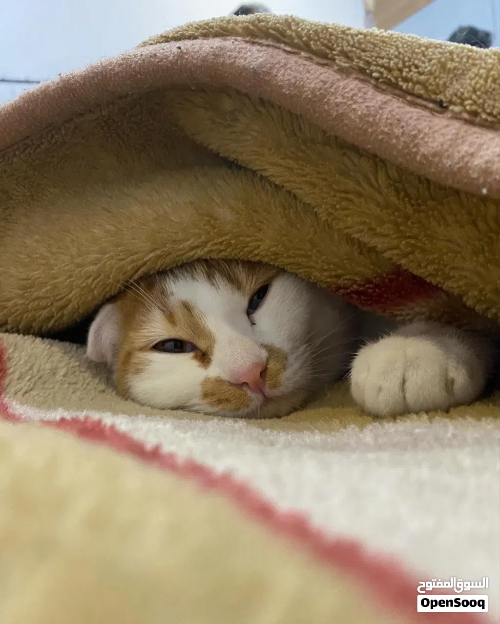 CAT FOR ADOPTION