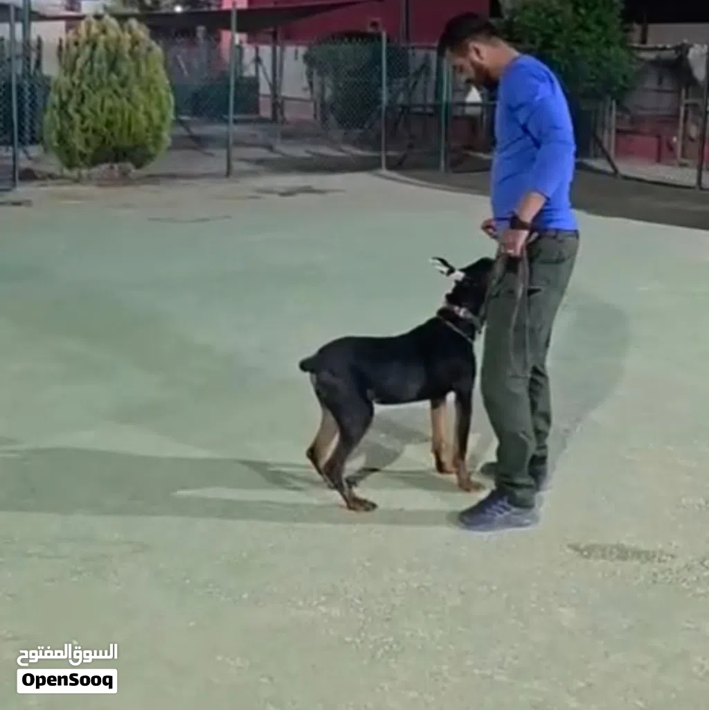 Doberman دوبرمان ذكر