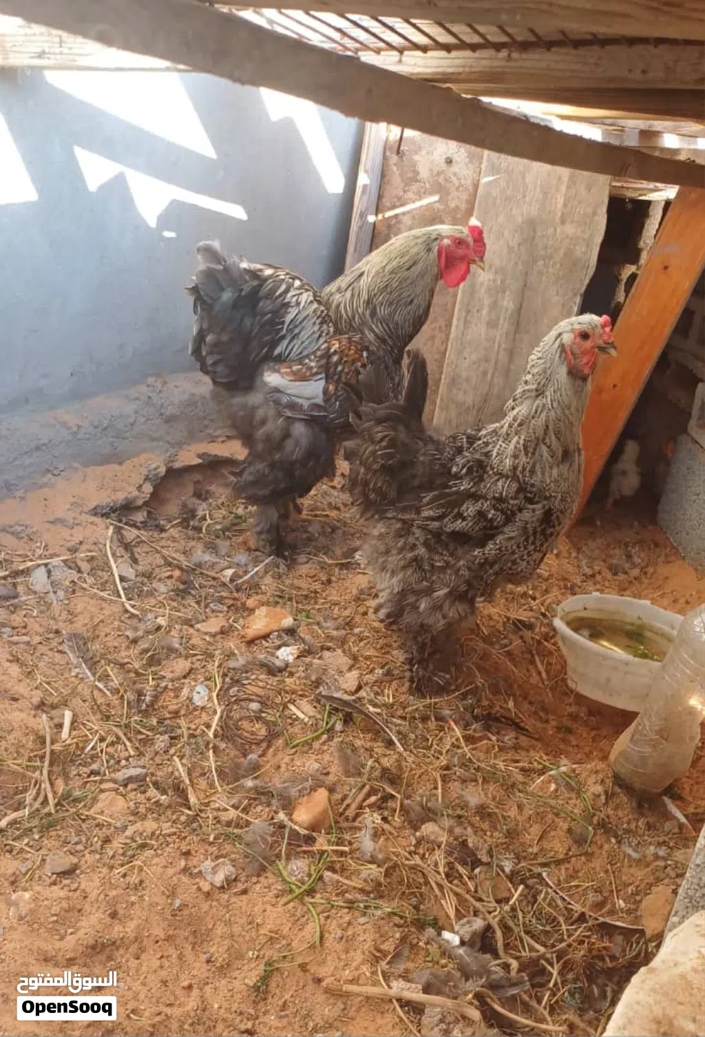 دجاج براهما درجة اولى